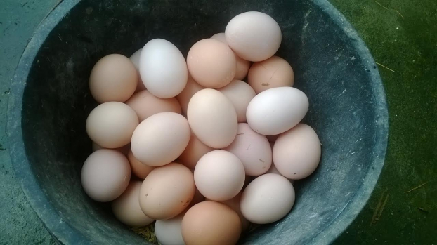 3 loại trứng phải bỏ ngay vì rất độc, người Việt tiếc của cố ăn mà không biết 4