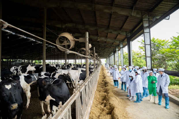   Đoàn học sinh và phụ huynh thăm Trang trại bò sữa organic của TH.  