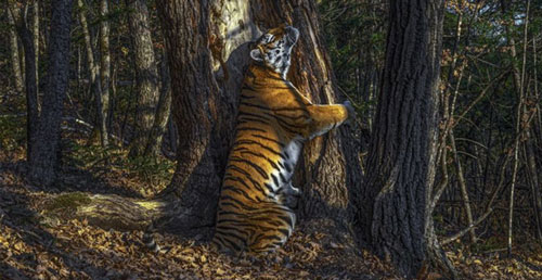   Hổ ôm cây. Hình ảnh tuyệt đẹp được chụp tại Công viên quốc gia Leopark, nằm sâu trong khu rừng Viễn Đông của Nga, nơi duy nhất trên thế giới có loài hổ Amur, hay còn gọi là hổ Siberia sinh sống.  