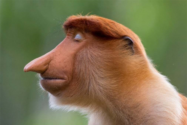   Một con khỉ vòi đực nhắm mắt lộ mí mắt màu xanh lam nhạt và mái tóc màu nâu vàng được chải chuốt tỉ mỉ. Sự tạo dáng của con vật trong giống như đang ngồi thiền. Nhiếp ảnh gia Trolle đã ghi hình bên trong khu bảo tồn khỉ Proboscis Vịnh Labuk ở Sabah, Borneo.  