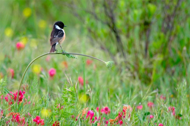   Vào mùa xuân, khu đồng cỏ gần nhà của nhiếp ảnh gia Andrés ở Ubrique, Andalucia, Tây Ban Nha, rực rỡ với những bông hoa. Bức ảnh cho thấy con chim đậu trên cành hoa làm nó uốn cong. Con chim giữ được sự cân bằng hoàn hảo trên cây.  