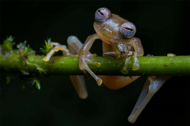   Một con ếch thủy tinh Manduriacu đang ăn con nhện ở chân núi Andes, tây bắc Ecuador. Sau bốn giờ đi bộ dưới trời mưa, nhiếp ảnh gia Culebras xúc động khi phát hiện con ếch nhỏ đang bám vào cành cây, đôi mắt của nó giống như bức tranh khảm.  