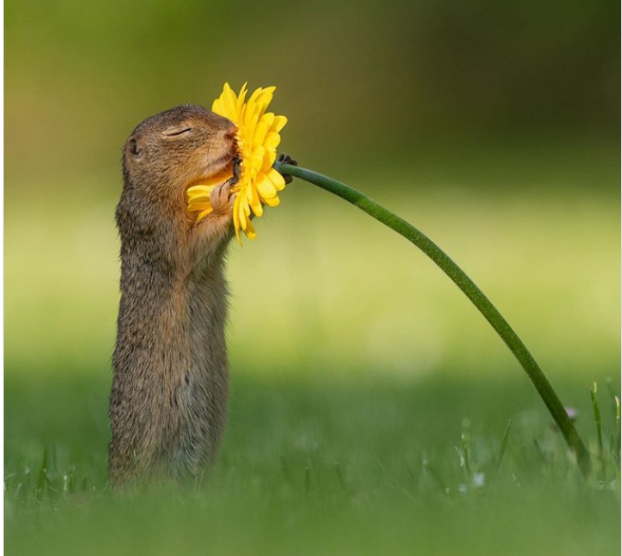   Chú chuột vàng đang say sưa ngửi một bông hoa  