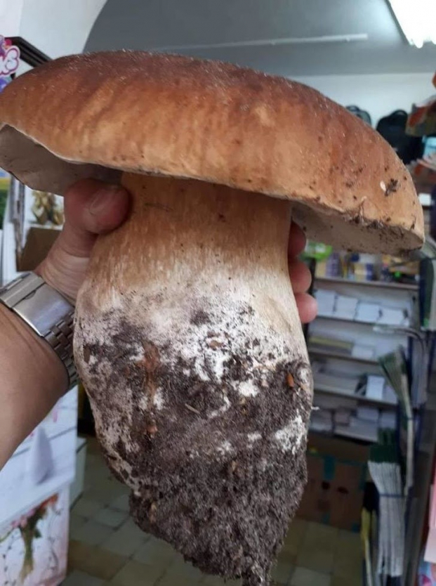   Một cây nấm siêu to khổng lồ  