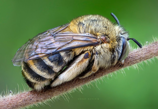   Một con ong đang say giấc nồng  