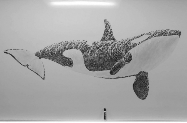   Một cậu bé chỉ dùng bút lông đen viết bảng để vẽ con cá voi này  