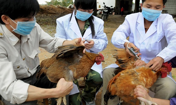 Bộ Y tế khuyến cáo cảnh giác với cúm mới H5N8, virus lây từ gia cầm sang người 0