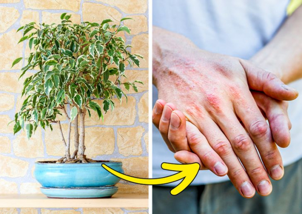 7 loại cây cảnh có thể gây nguy hiểm, không nên trồng trong nhà kẻo rước họa vào thân 5