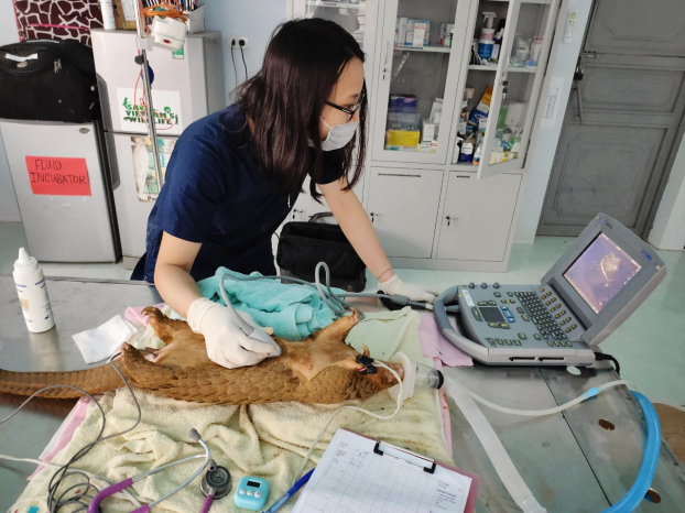   Hồng Nhung đang siêu âm kiểm tra sức khỏe của tê tê tại phòng khám  