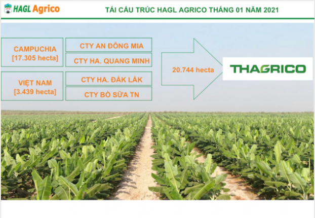 Ông Trần Bá Dương đã bỏ 27.000 tỷ đồng vào Công ty Nông nghiệp quốc tế Hoàng Anh Gia Lai 2