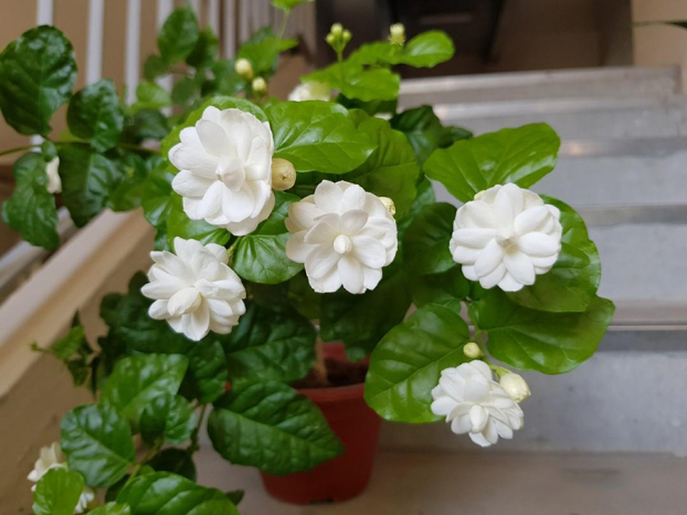 5 loại cây trồng trong nhà cho mùi thơm dễ chịu như thiên đường 4