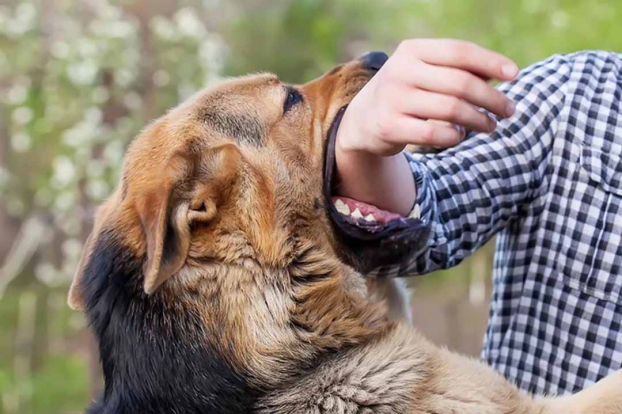   Nếu không được tiêm phòng, 100% bệnh nhân bị chó dại cắn đều tử vong. Ảnh minh họa  