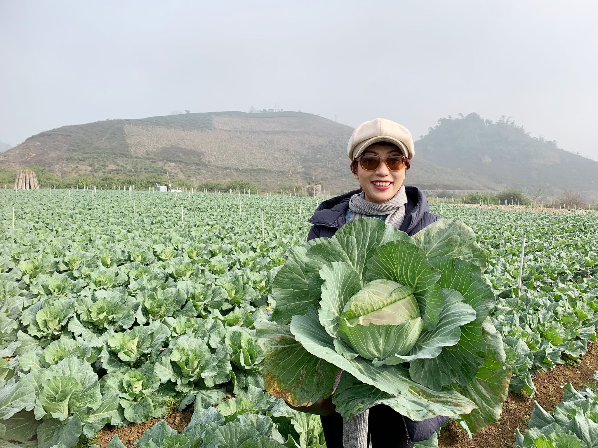   Bắp cải Mộc Châu được trồng theo tiêu chuẩn VietGAP, là sản phẩm tiêu biểu, có sức cạnh tranh cao khi có thể xuất vụ vào mùa hè, cung cấp cho thị trường Hà Nội và các tỉnh phía Bắc, rất thơm ngon đậm vị.   