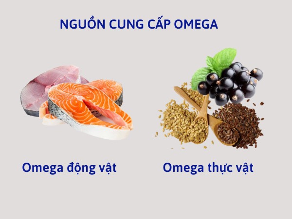   Hiện nay omega có 2 nguồn là omega động vật và omega thực vật. Ảnh minh họa  