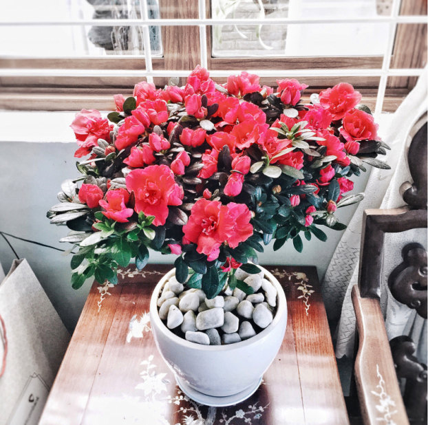10 loại hoa đẹp nên chưng trong phòng khách ngày Tết để năm mới nhiều may mắn, tài lộc 4