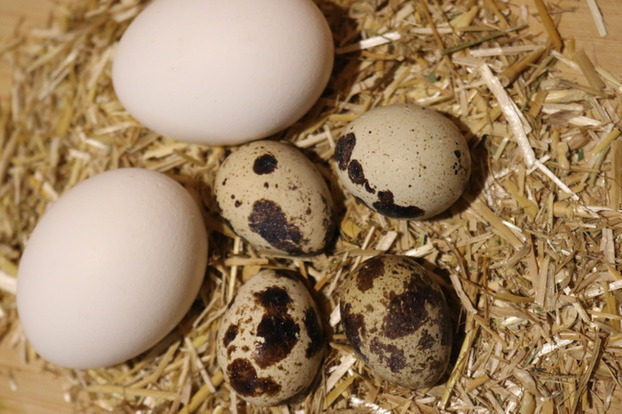 Trứng cút và trứng gà khác nhau ở đâu, ăn trứng nào bổ nhất? 1