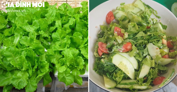 Rau xà lách được dùng nhiều trong các thực đơn giảm cân