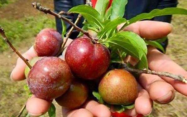4 lợi ích của quả mận đối với sức khỏe, đừng bỏ lỡ khi đang vào mùa.