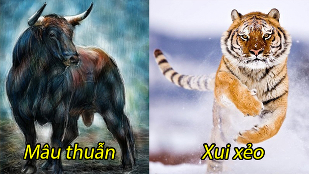 Tử vi tuần (11-17/7): 3 con giáp xui hết phần thiên hạ, làm gì cũng không khó khăn không hanh thông thuận lợi 0