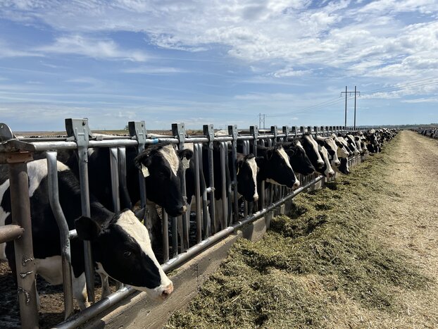 Trang trại Vinamilk Lao-Jagro tiếp nhận đàn bò sữa 1000 con đầu tiên nhập khẩu từ Mỹ 8