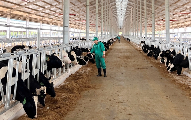Trang trại Vinamilk Lao-Jagro tiếp nhận đàn bò sữa 1000 con đầu tiên nhập khẩu từ Mỹ 10