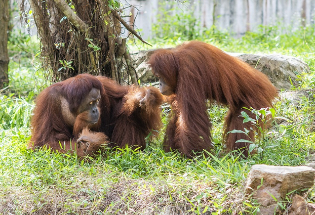 Gặp gỡ “người hùng thầm lặng” tại Vinpearl Safari Phú Quốc 2