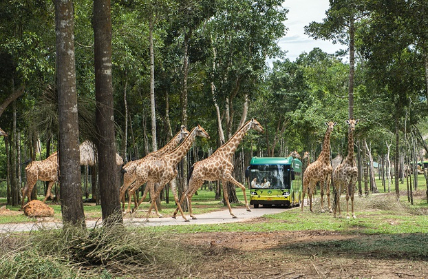 Gặp gỡ “người hùng thầm lặng” tại Vinpearl Safari Phú Quốc 3
