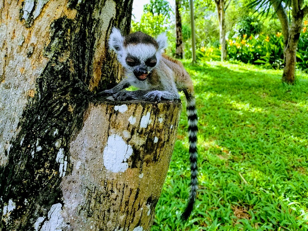 Chuyện ít người biết về những “bảo mẫu” động vật hoang dã tại Vinpearl Safari Phú Quốc 2