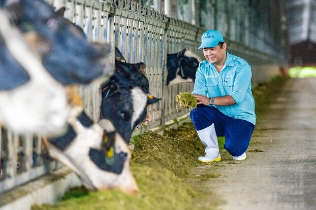   Sau khi về trang trại và được chăm sóc theo chế độ “tân đáo”, sức khỏe đàn bò đã ổn định và thích nghi với khí hậu tại Việt Nam.  