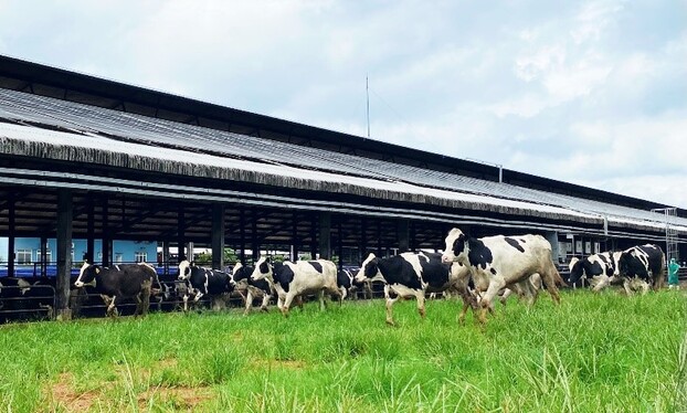 Vinamilk tăng cường đàn bò sữa cho các Green Fram với hơn 1.500 bò sữa nhập khẩu từ Mỹ 7