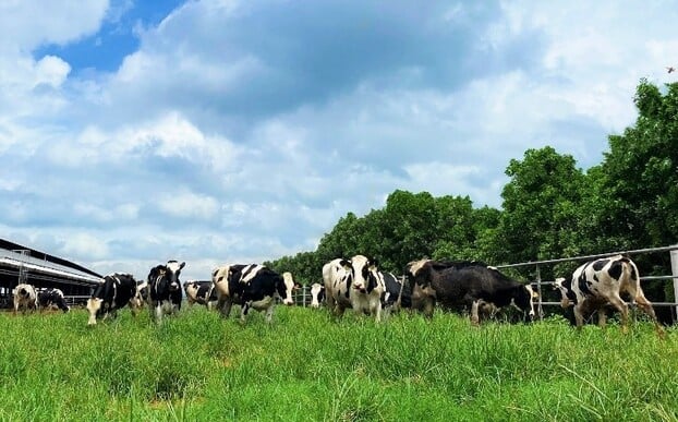 Vinamilk tăng cường đàn bò sữa cho các Green Fram với hơn 1.500 bò sữa nhập khẩu từ Mỹ 8