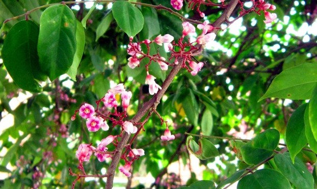 Hoa khế.