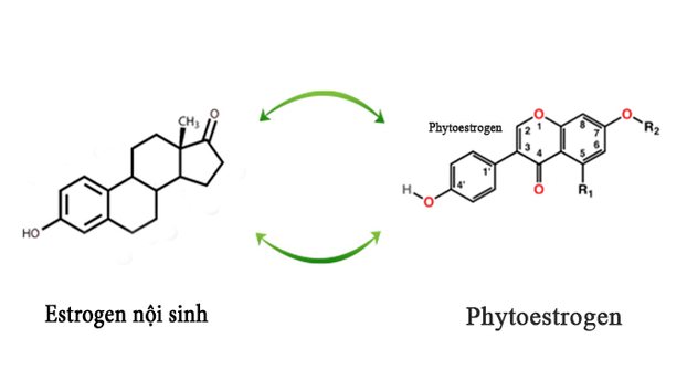 Phytoestrogen có cấu trúc phân tử không giống Estrogen nội sinh