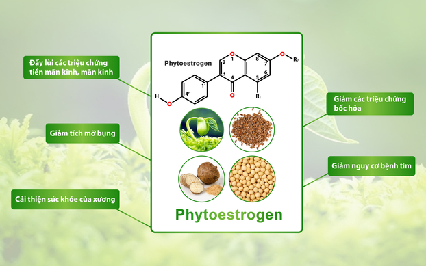 Phytoestrogen mang lại nhiều tác dụng với phụ nữ