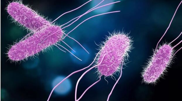 Vi khuẩn Salmonella là tác nhân khiến 600 học sinh Nha Trang ngộ độc thực phẩm.