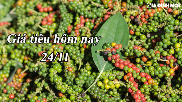 Giá tiêu hôm nay 24/11: Trong nước nhiều tín hiệu tích cực 