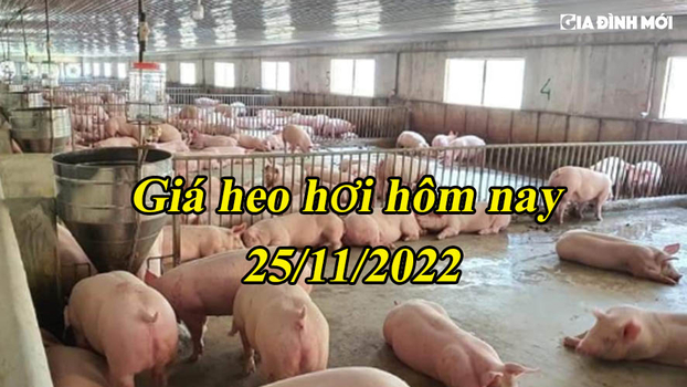 Giá heo hơi hôm nay 25/11/2022: Tăng nhiều nhất đến 3.000 đ/kg