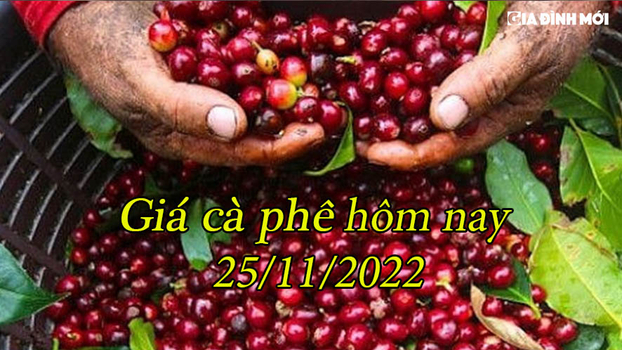 Giá cà phê hôm nay 25/11/2022: Quay đầu giảm giá trong nước