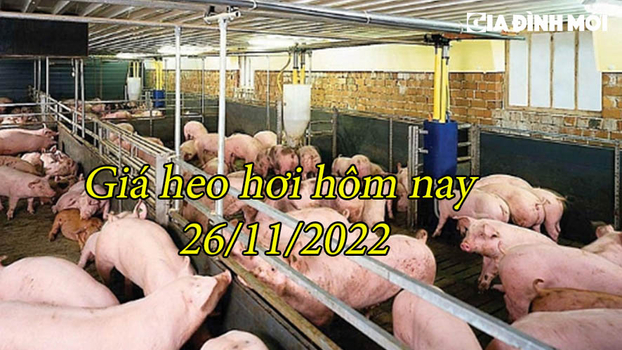 Giá heo hơi hôm nay 26/11/2022: Phiên cuối tuần cả nước đi ngang