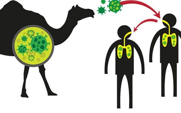 Cúm lạc đà - Hội chứng hô hấp Trung Đông có nguy cơ bùng phát ở Qatar. Ảnh minh họa