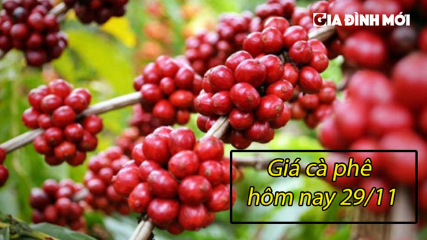 Giá cà phê hôm nay 29/11/2022: Trong nước đi ngang