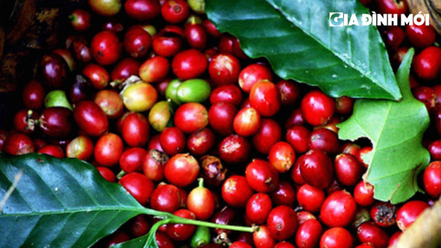 Giá cà phê hôm nay 8/12/2022: Arabica giảm mạnh