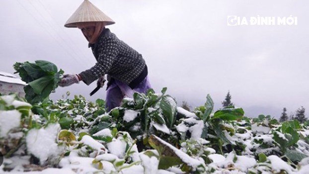 Tin không khí lạnh mới nhất từ đầu mùa: Trời chuyển rét đậm, rét hại