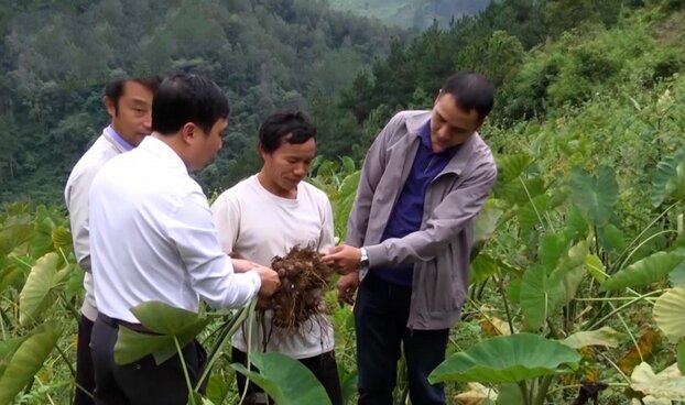 Mô hình chuyển đổi cơ cấu cây trồng mang lại thu nhập cao cho người dân