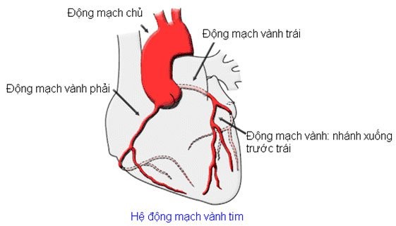 dong-mach-vanh