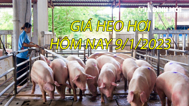 Giá heo hơi hôm nay 1/9/2023 tại tất cả các vùng trên cả nước