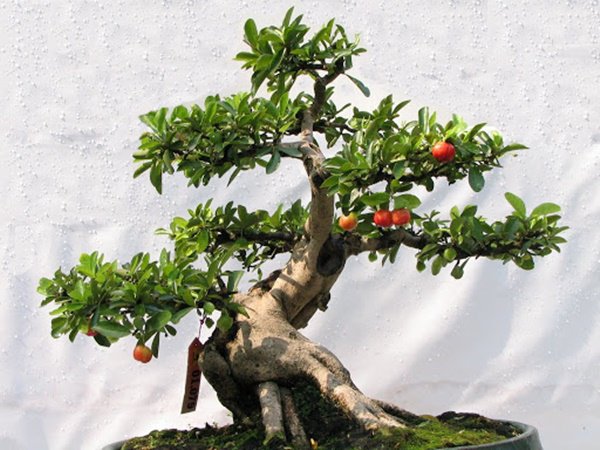 Cây cảnh bonsai cũng là lựa chọn rất khôn khéo để tặng quà sếp dịp Tết.