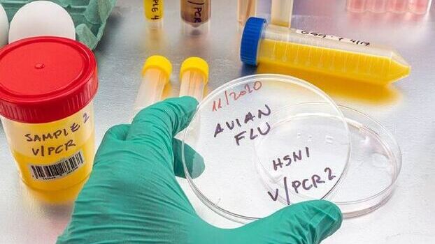Cúm gia cầm H5N1 là gì, nguy hiểm như thế nào?