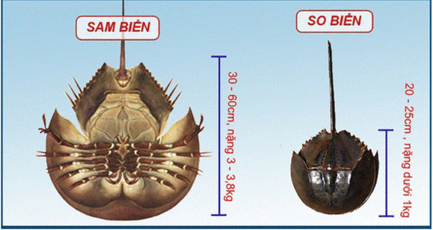 Nhầm lẫn giữa so biển với sam biển dẫn tới tình trạng ngộ độc