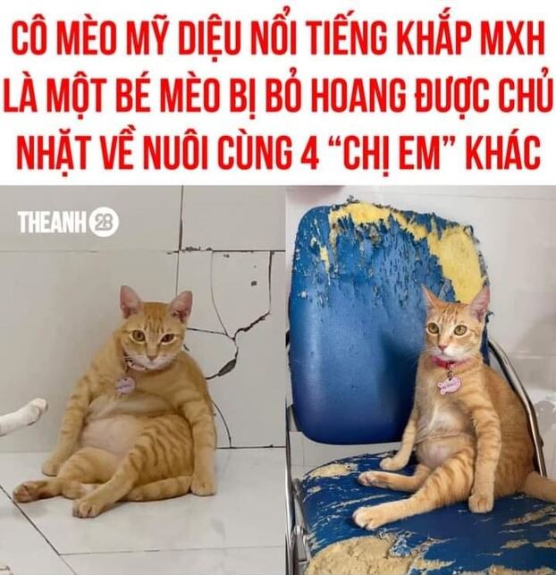 Thân thế của Mỹ Diệu (Ảnh: TheAnh28)